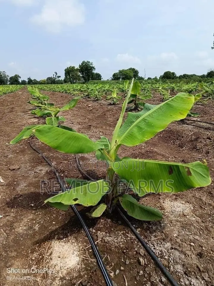 Hybrid Tenera (F1) Oil Palm Seedlings