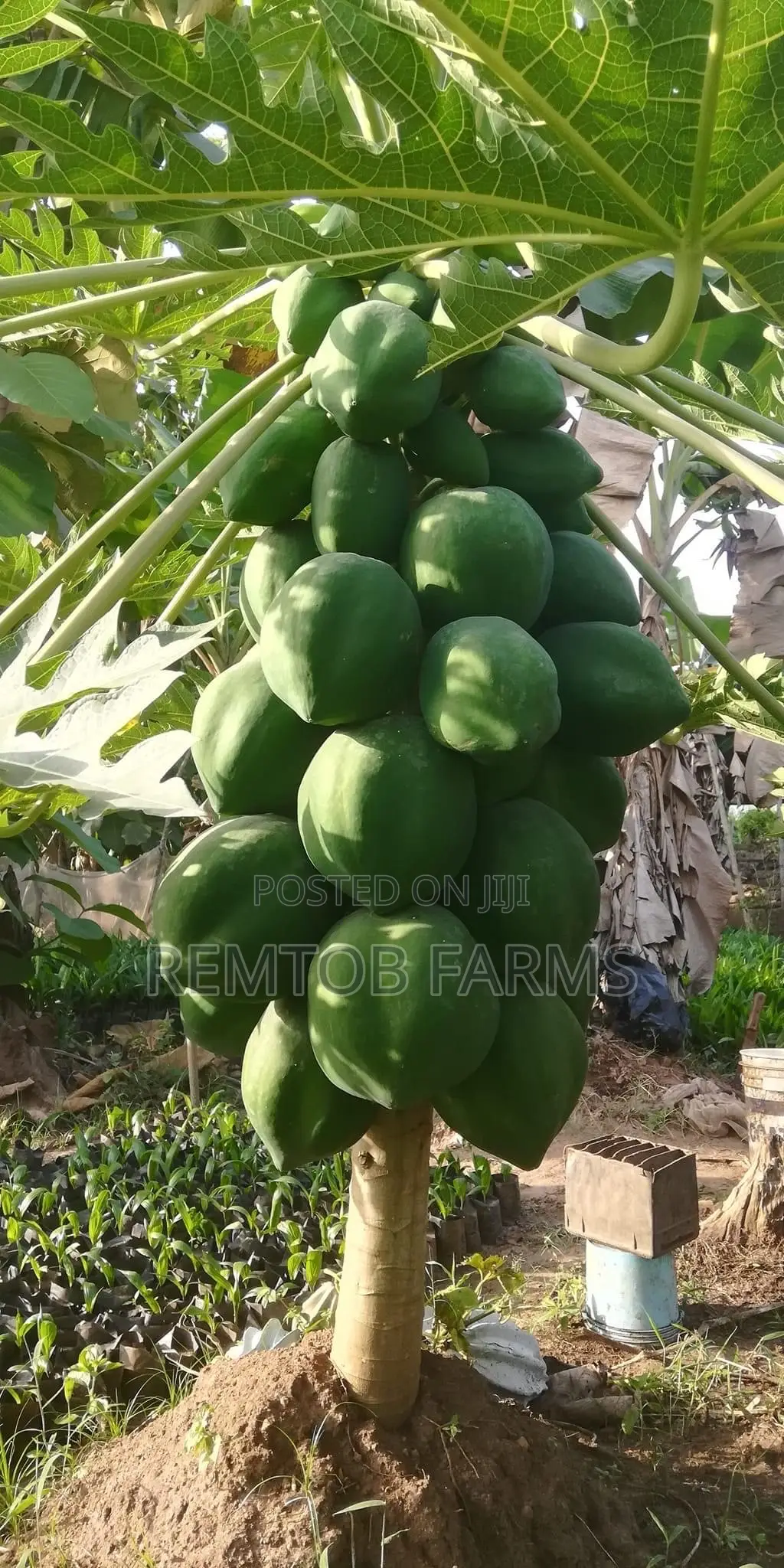 Hybrid Tenera (F1) Oil Palm Seedlings