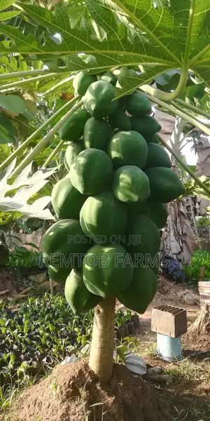 Hybrid Tenera (F1) Oil Palm Seedlings