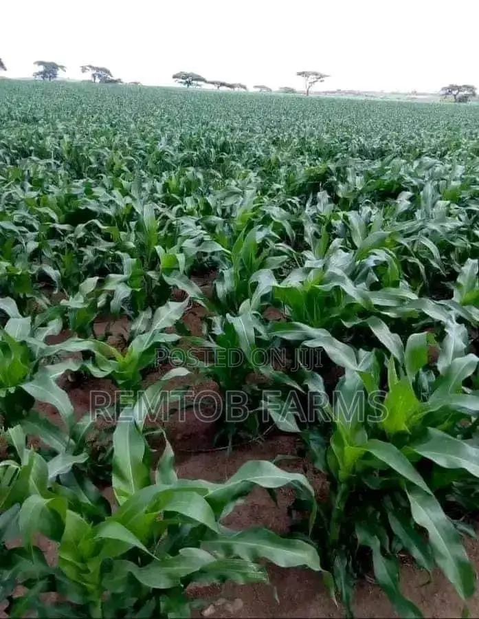 Hybrid Tenera (F1) Oil Palm Seedlings