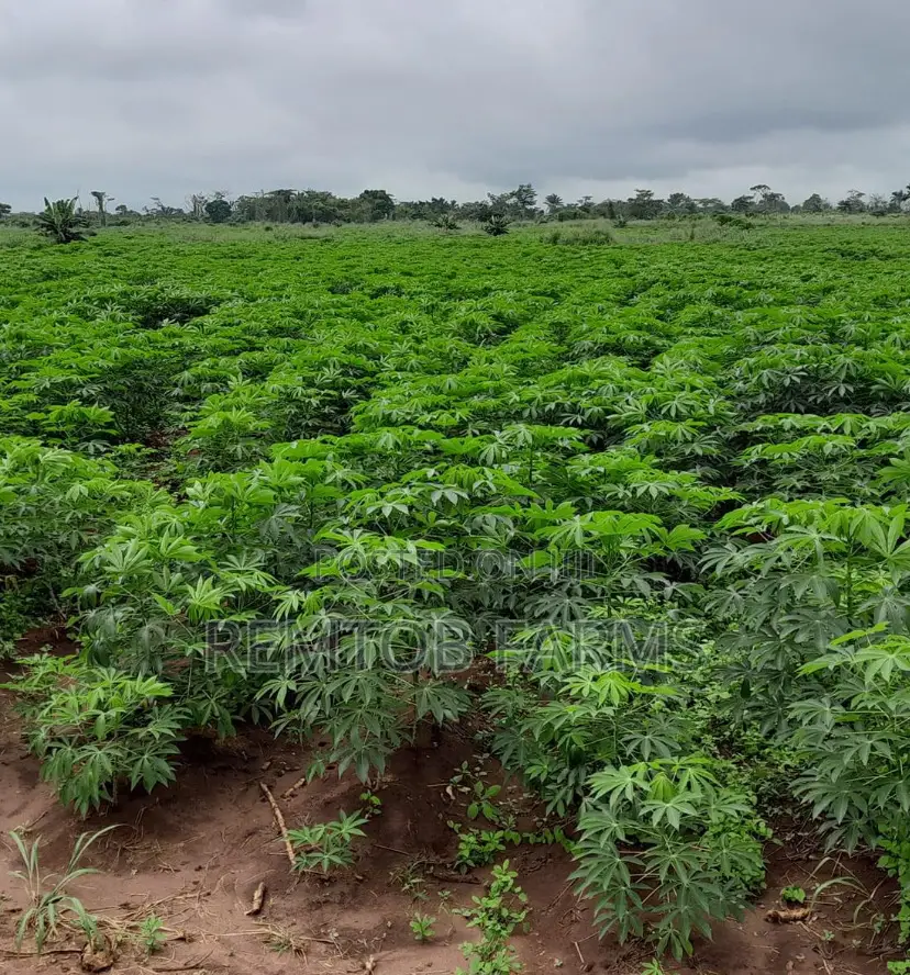 Hybrid Tenera (F1) Oil Palm Seedlings
