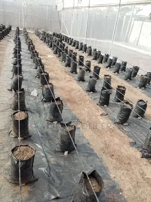 Nursery Grow Bags