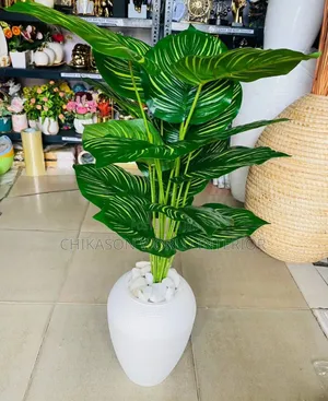 Beautiful Plant  With Vase
