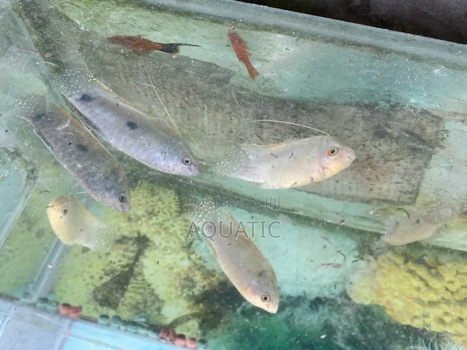 White Gourami