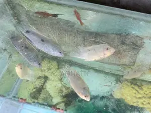 White Gourami