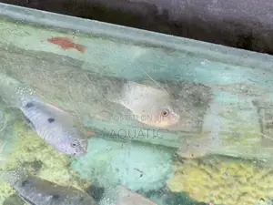 White Gourami