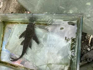 Pleco Fish