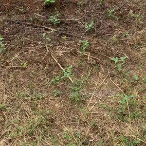 Bareland for Sale at Ogudu