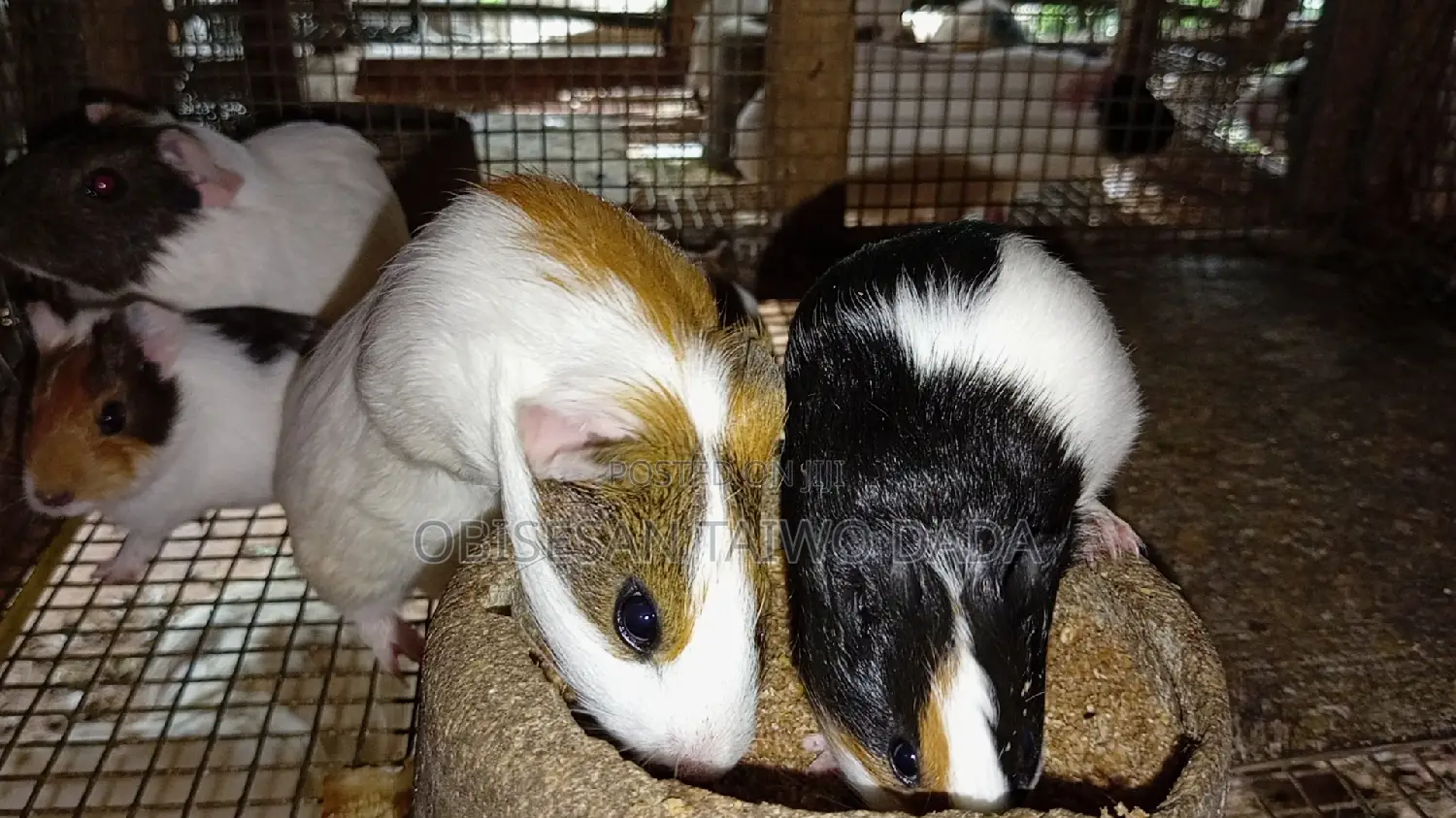 Guinea Pig