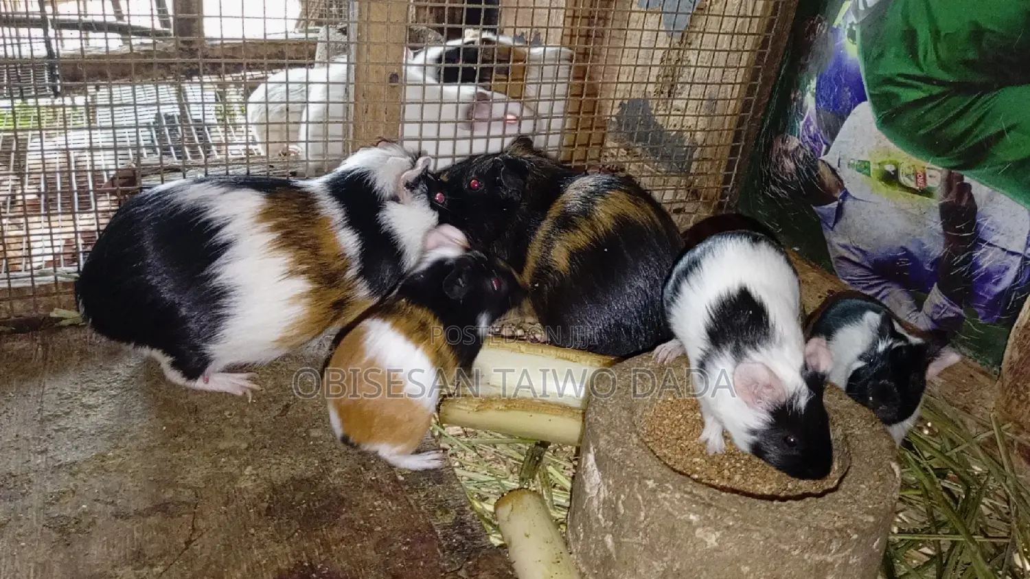 Guinea Pig