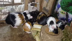 Guinea Pig