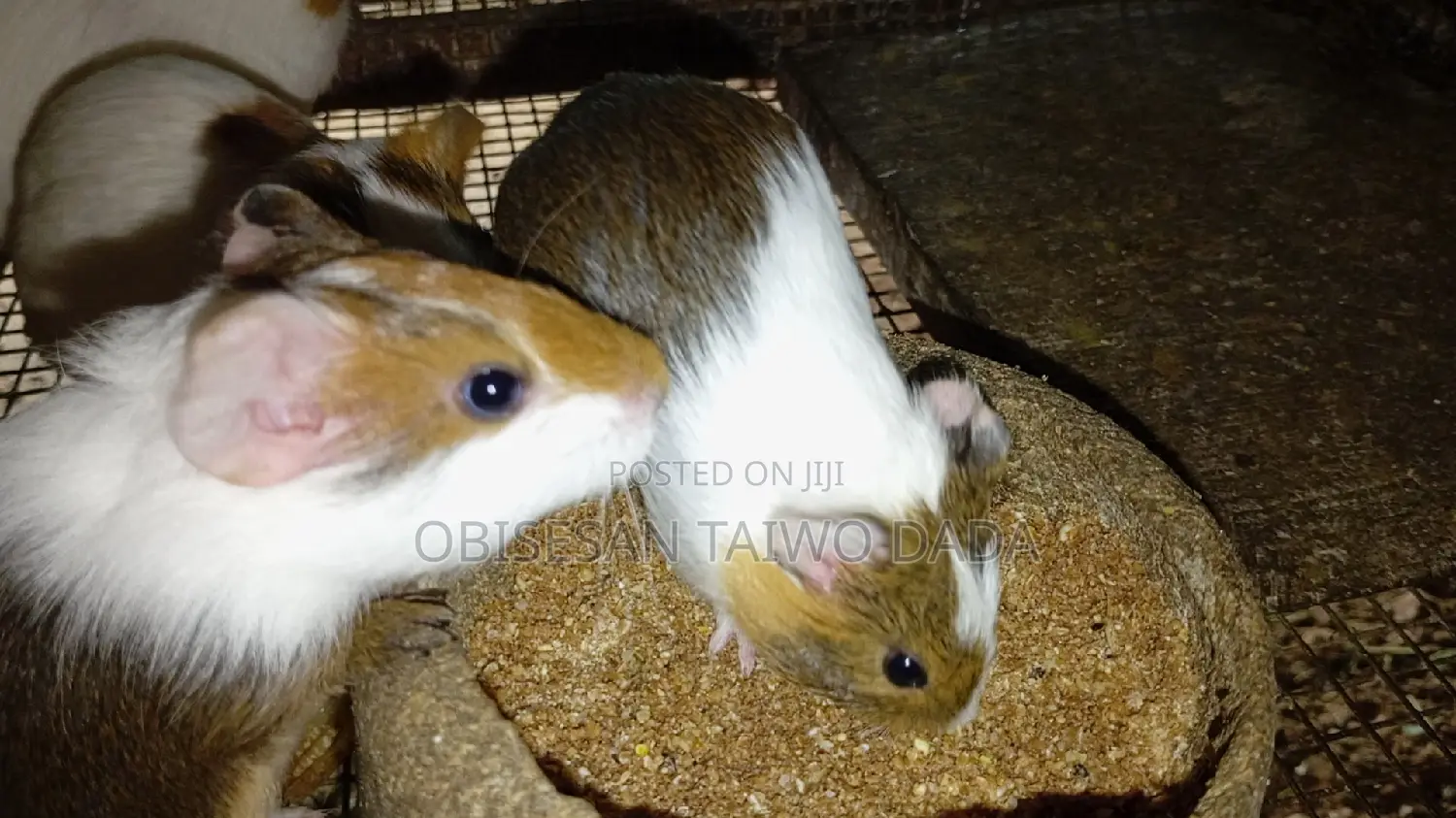 Guinea Pig