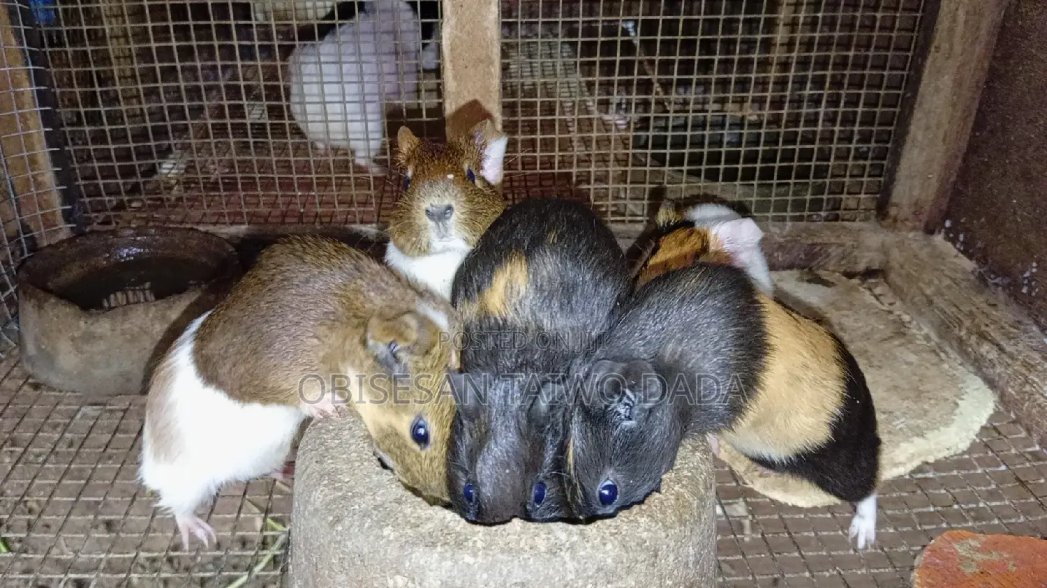 Guinea Pig