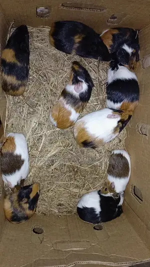 Guinea Pig