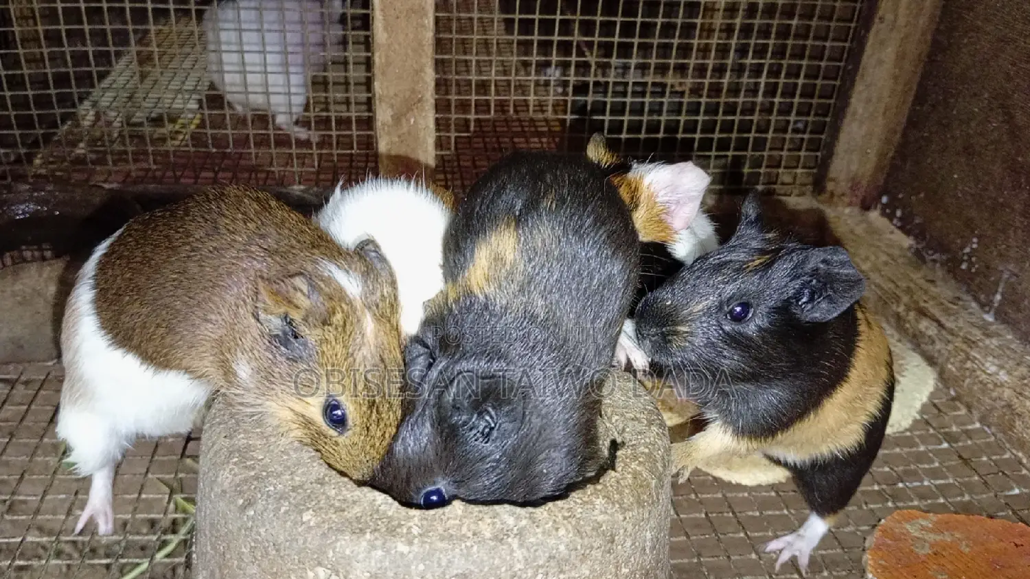 Guinea Pig