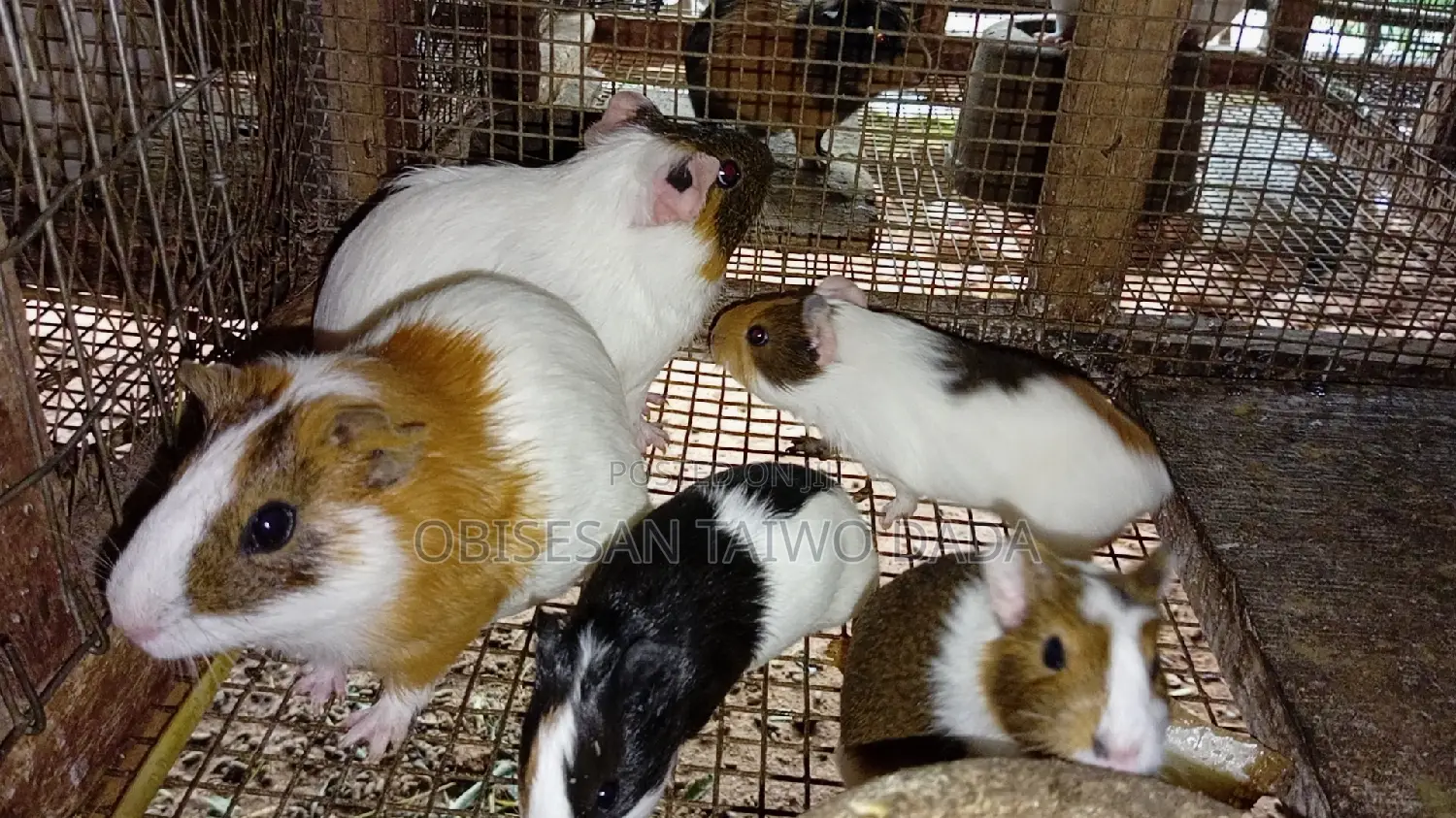 Guinea Pig