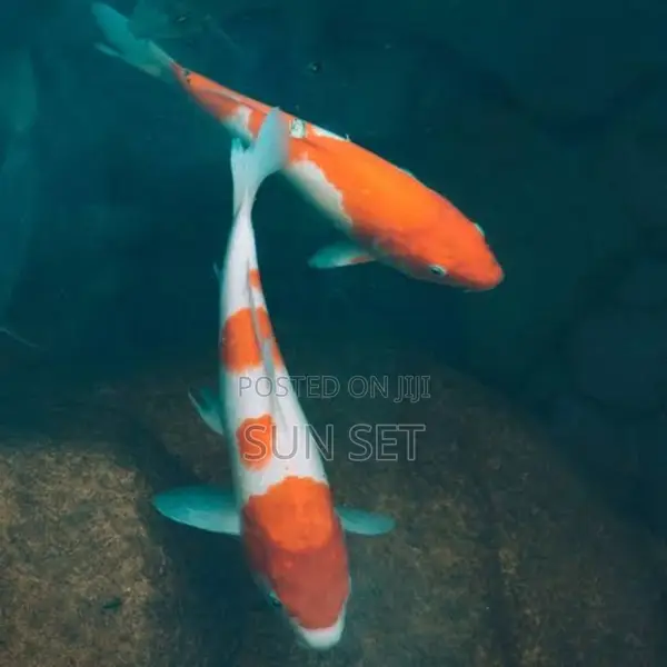 White/Orange Koi 3-4 Inches Size