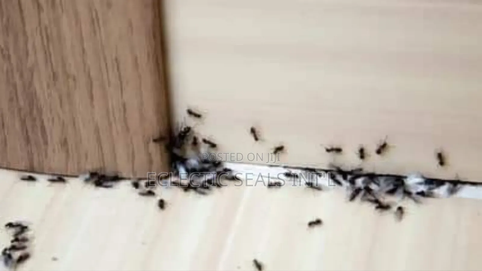 Pest Control Services