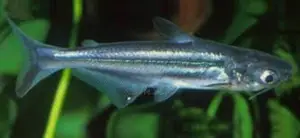 Pangasius Shark- Peaceful Aquarium Fish