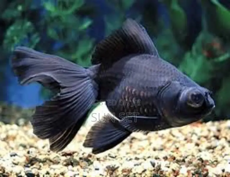 Black Moore Aquarium Fish
