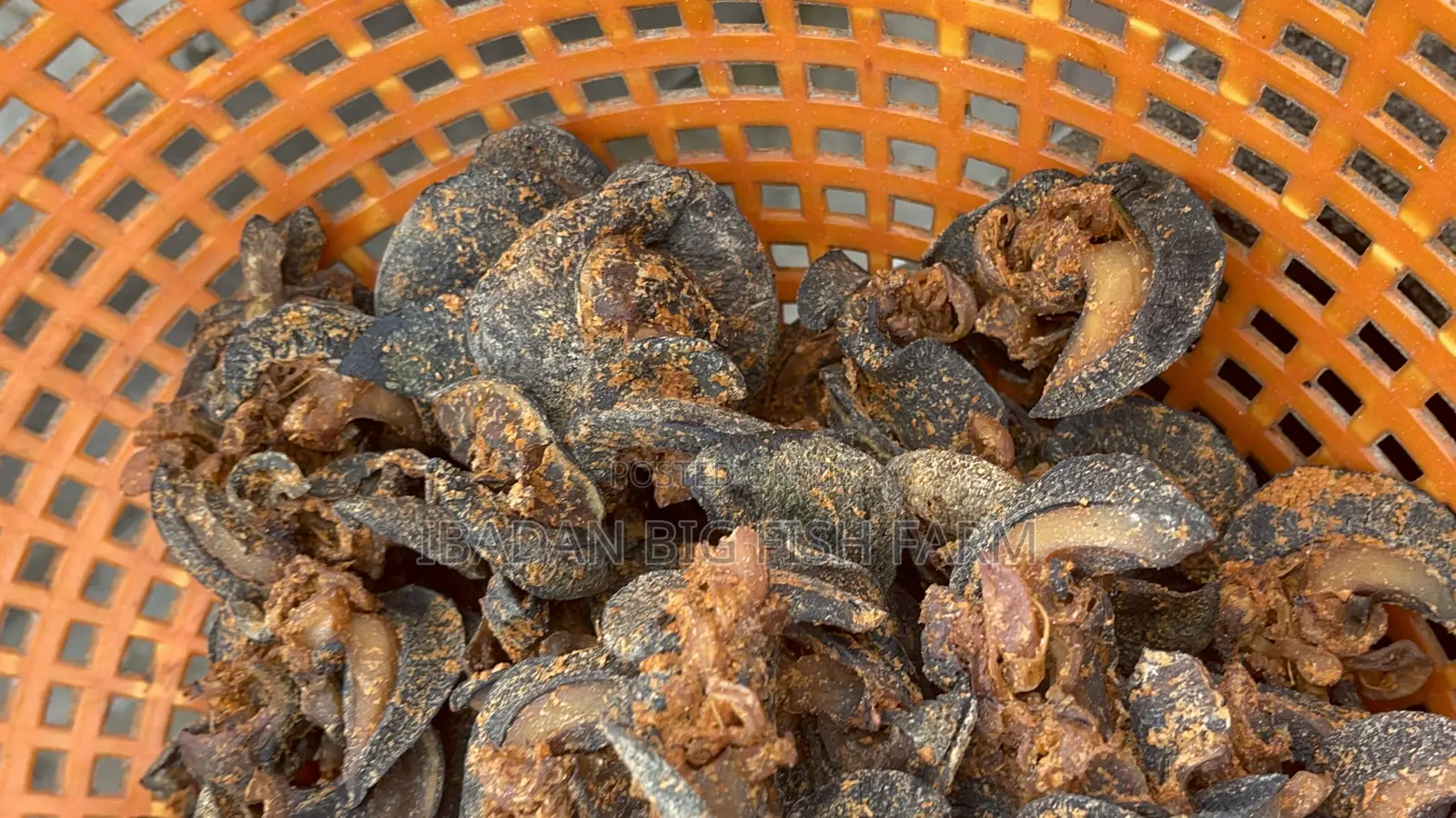 Grill Snail (Oven-Dried)