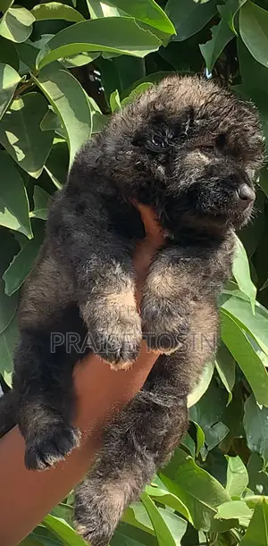 1-3 months Female Purebred Caucasian Shepherd