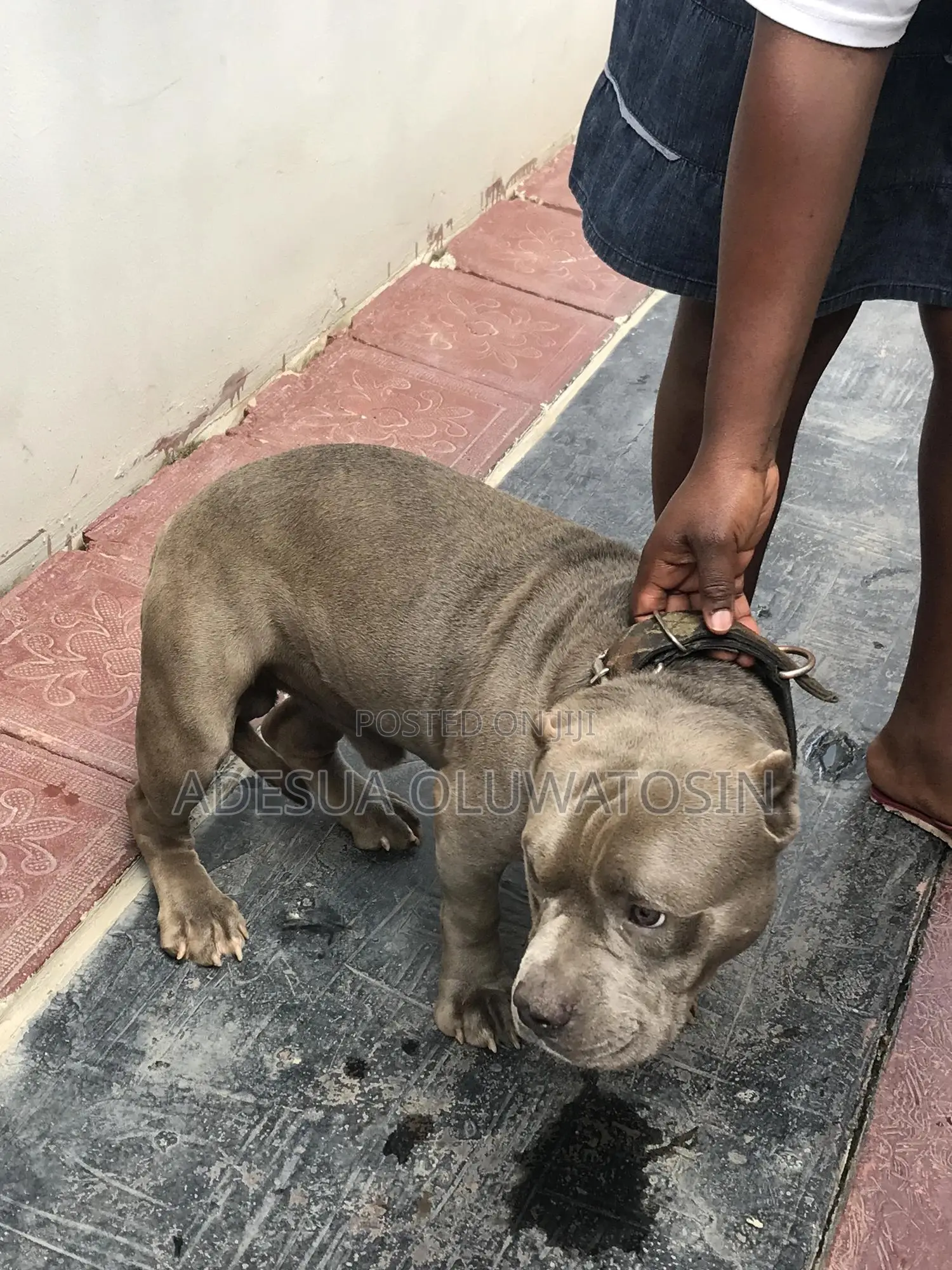 American Bully Stud