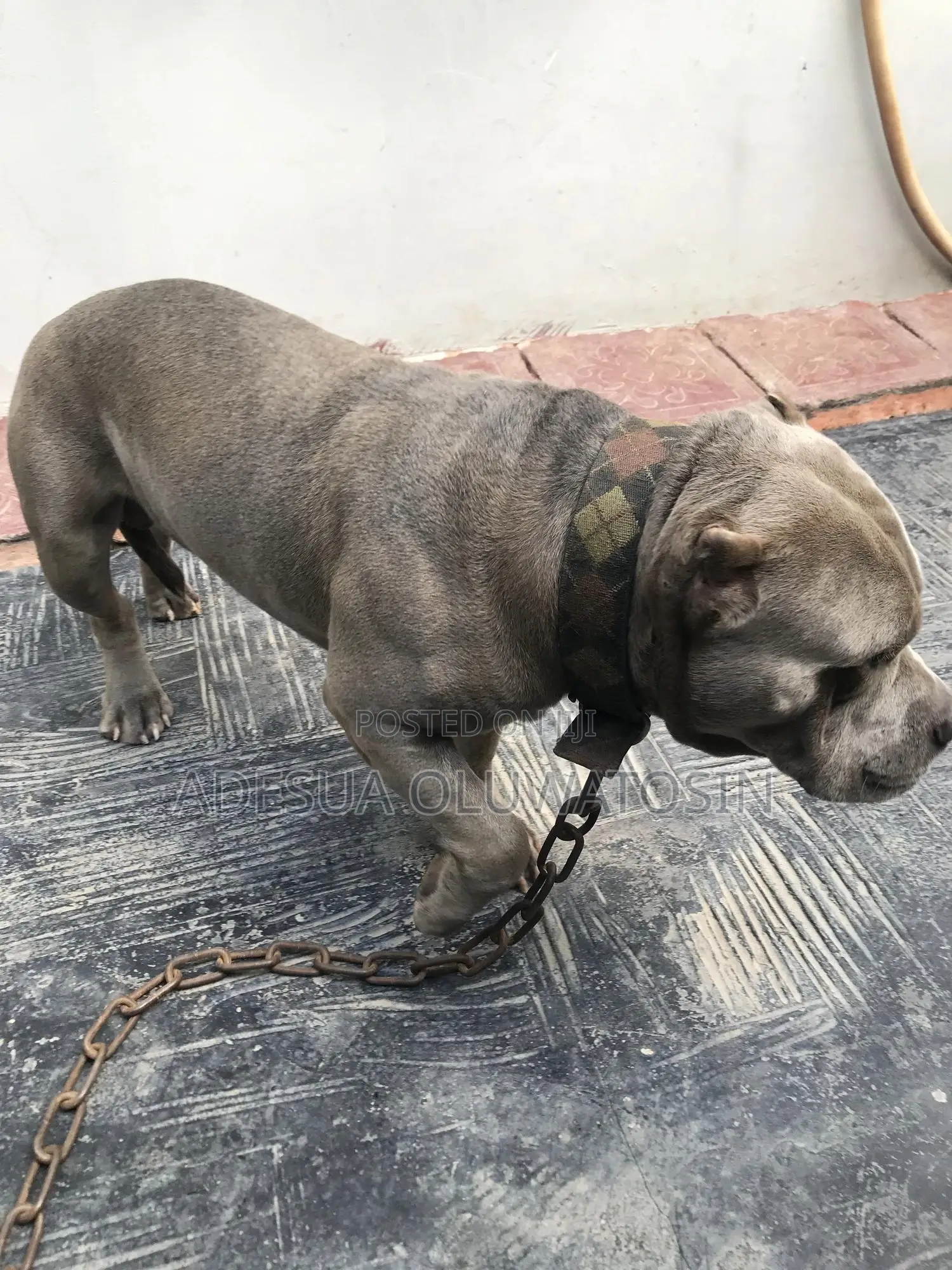 American Bully Stud