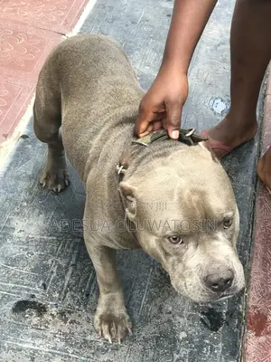 American Bully Stud