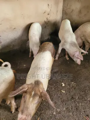 Piglets And Mature Pigs Available For Sale