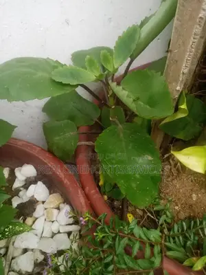 Miracle Leave {Ewe Abamoda Seedlings) Available to Deliver