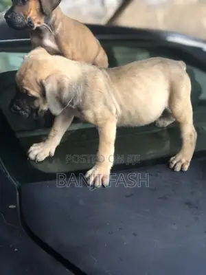 1-3 months Female Purebred Boerboel