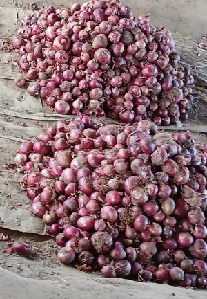 Onion Per Slot