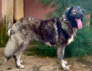 6-12 months Female Purebred Caucasian Shepherd
