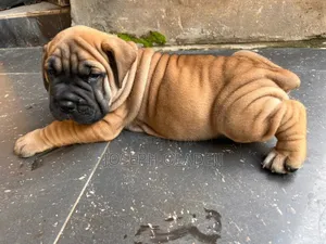 1-3 months Male Purebred Boerboel
