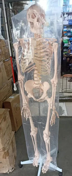 Artificial Skeleton System