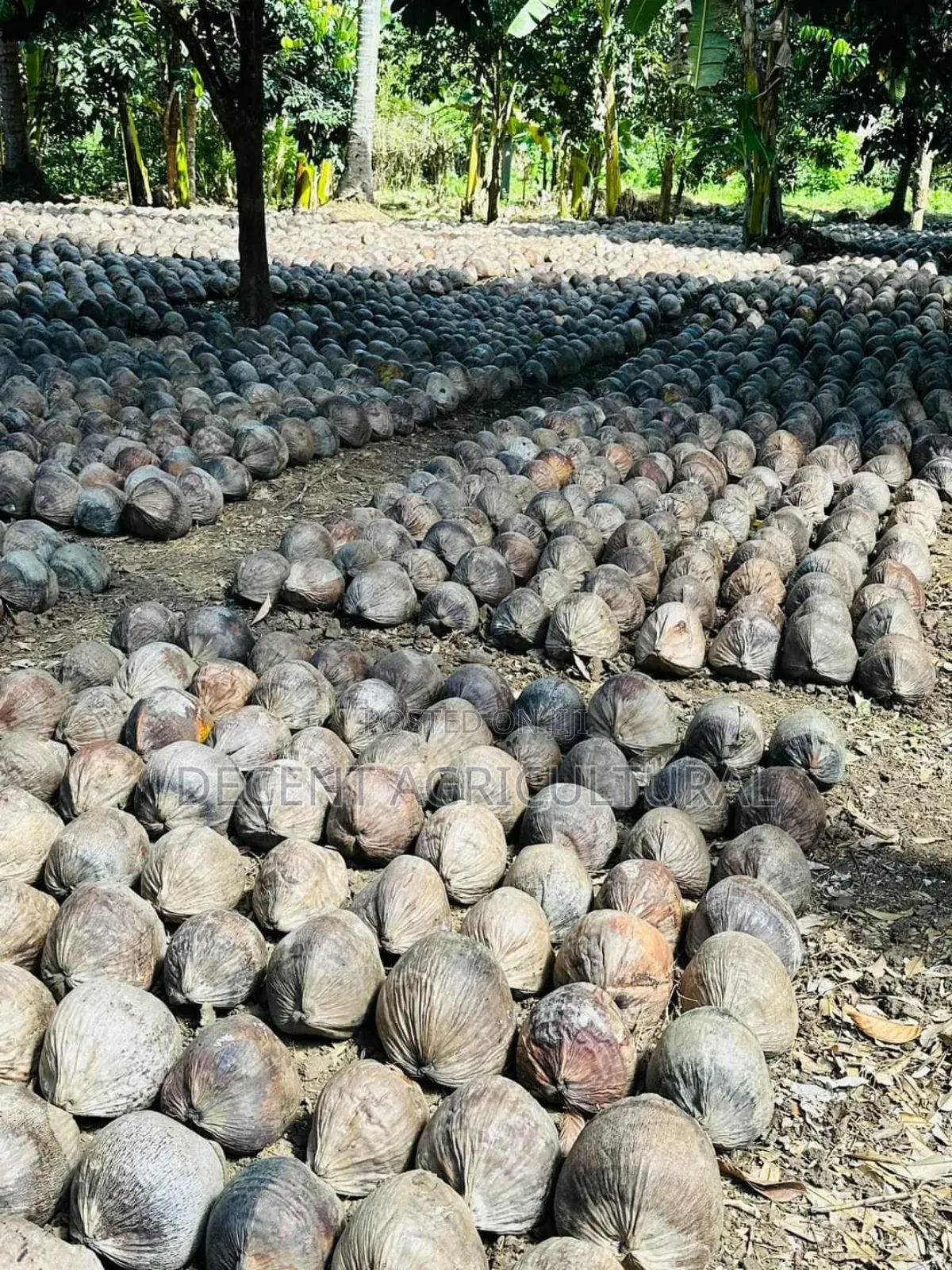 Improved Agric Coconut Seedlings.