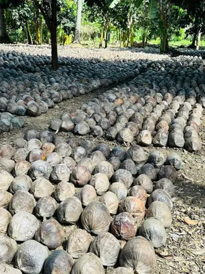 Improved Agric Coconut Seedlings.
