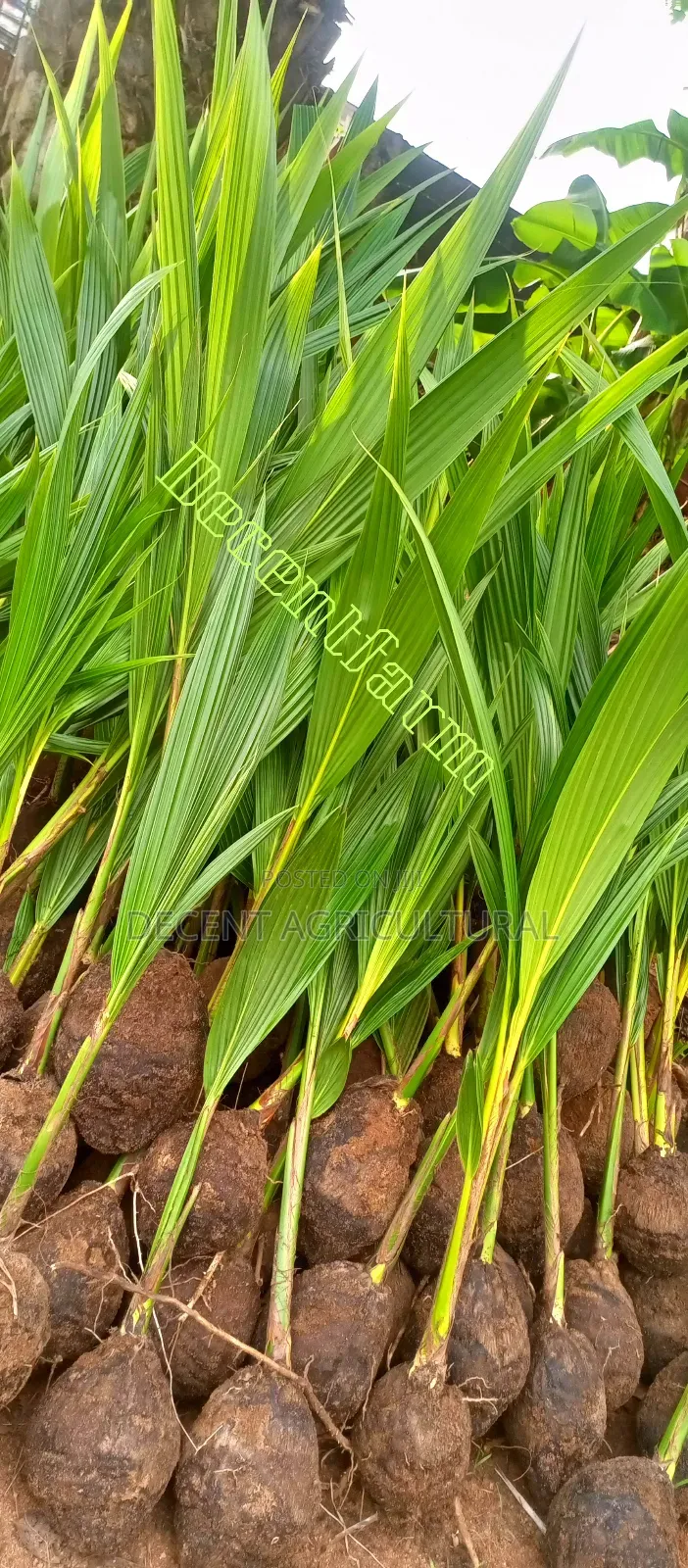 Improved Agric Coconut Seedlings.
