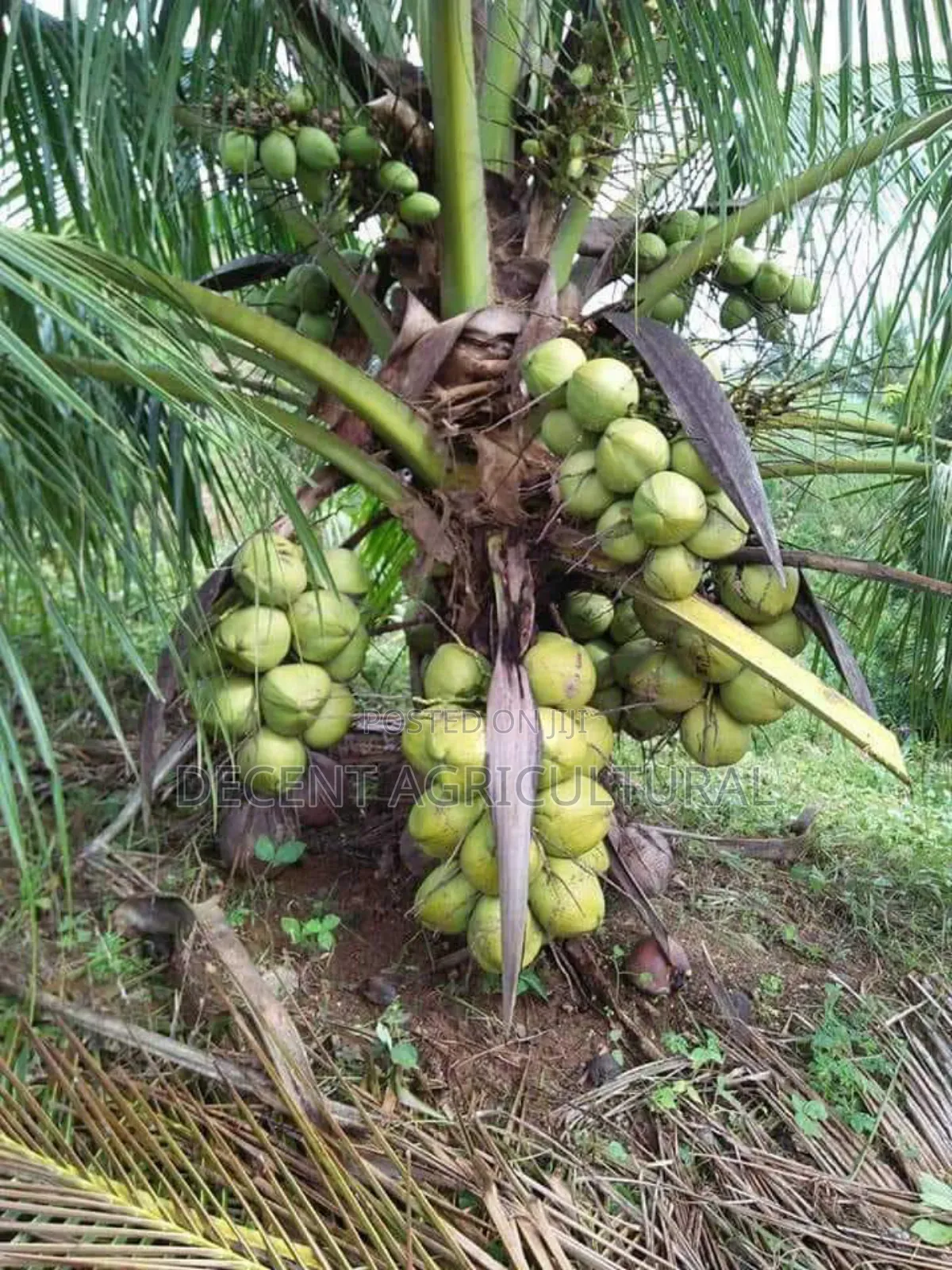 Improved Agric Coconut Seedlings.