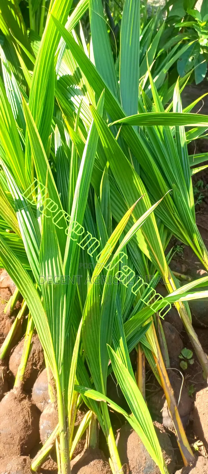 Improved Agric Coconut Seedlings.