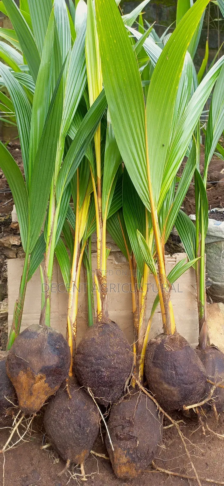 Improved Agric Coconut Seedlings.