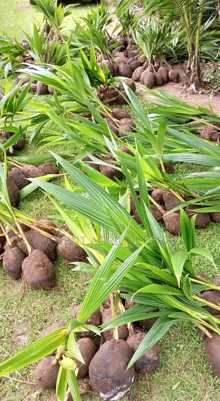 Improved Agric Coconut Seedlings.