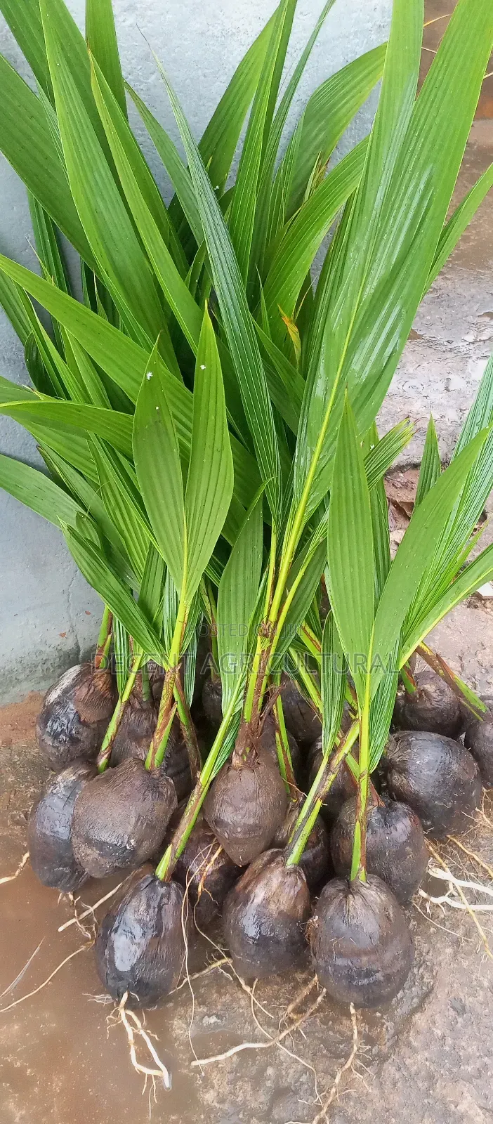 Improved Agric Coconut Seedlings.