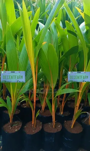 High Yield Coconut Seedlings