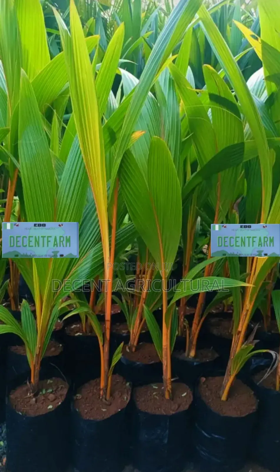 High Yield Coconut Seedlings