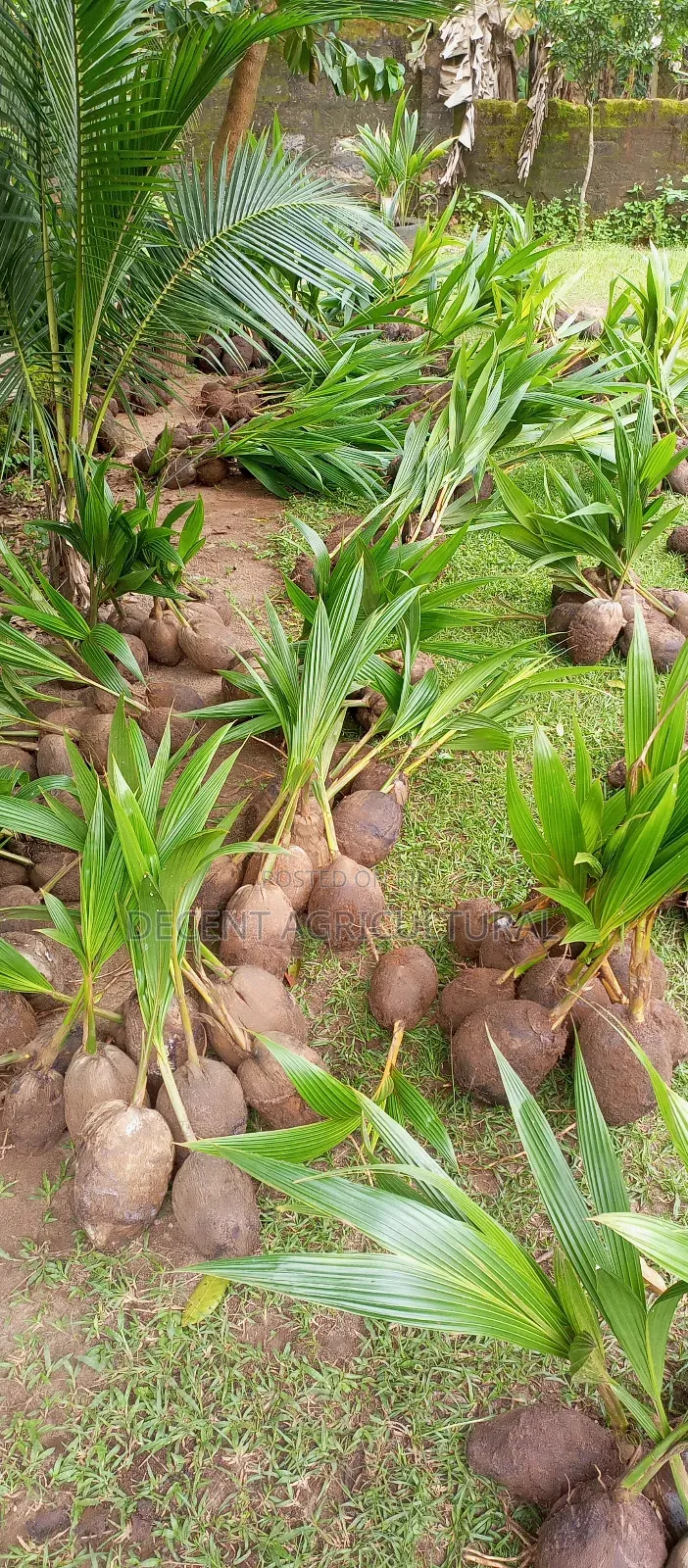 High Yield Coconut Seedlings