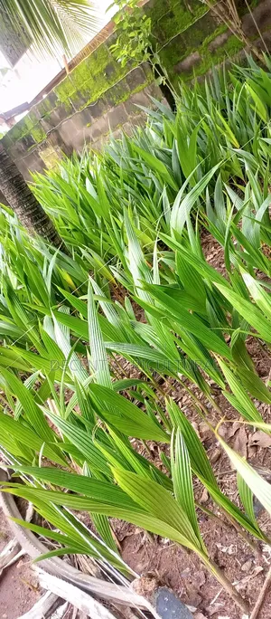 High Yield Coconut Seedlings