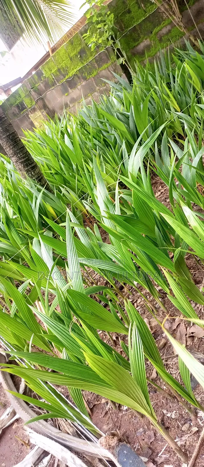 High Yield Coconut Seedlings