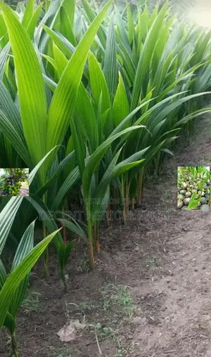 High Yield Coconut Seedlings